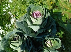 «Розовая цапля» на капустной грядке!