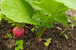 Редис уродился на славу!